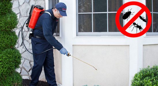 Yapraklı Haşere İlaçlama böcek ilaçlama ve haşere kontrolü — ilaclama-tr.com